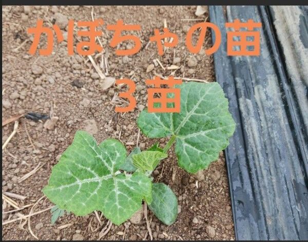 人気!ひょうたんかぼちゃ苗 3苗 熊本県産 農薬不使用 甘い 南瓜 熊本県住み。