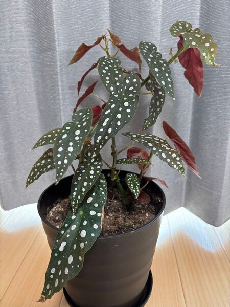 観葉植物 ベゴニアマクラータ 鉢植え