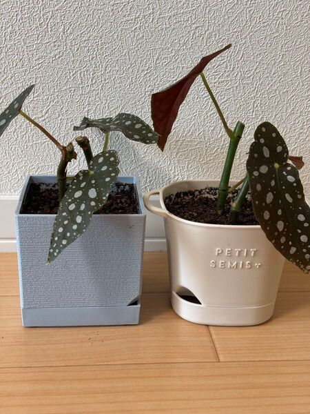 観葉植物 ベゴニアマクラータ 2鉢セット