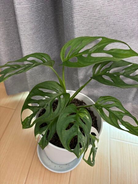 マドカズラ 斑入り 鉢植え