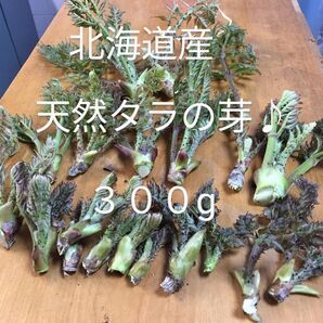 今シーズン最後になります。 北海道ニセコ産 天然タラの芽♪ 300g