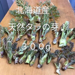 20日まで!今シーズンラストです。 北海道ニセコ産 天然タラの芽♪ 300g