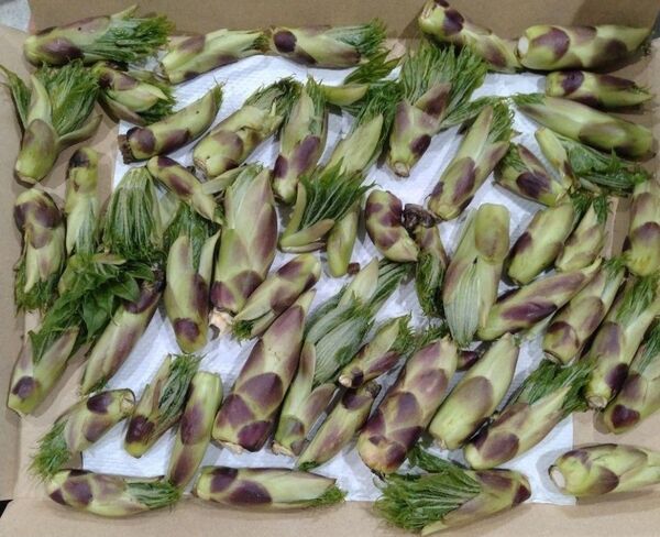 限定価格! 北海道産 天然ハリギリ♪ 300g