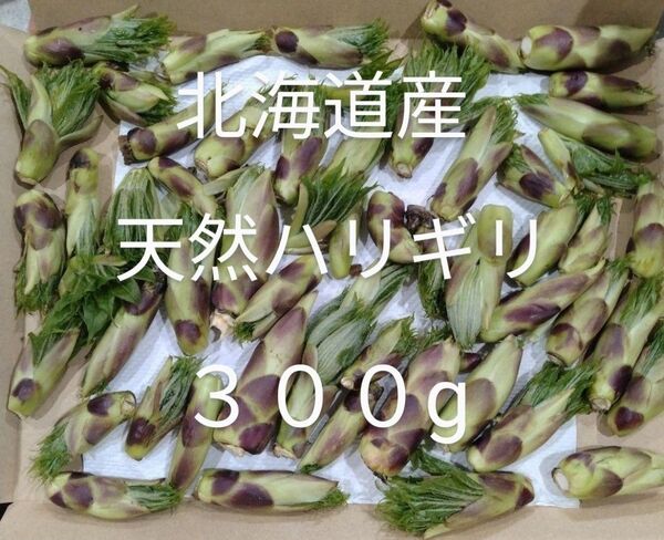 限定価格! 北海道産 天然ハリギリ♪ 300g