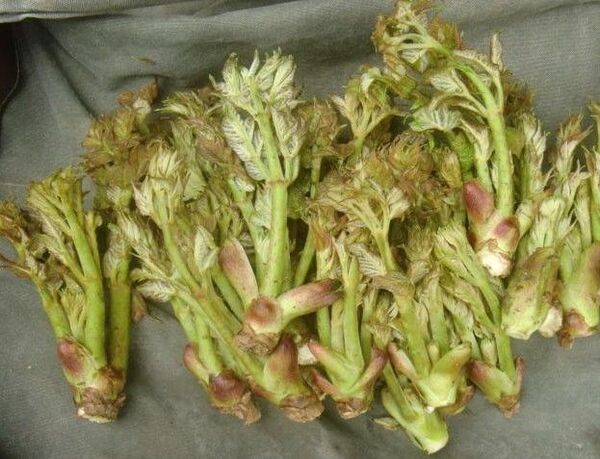限定1箱! 北海道産 天然タラの芽♪ 200g