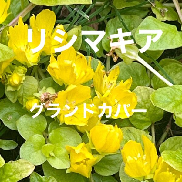 リシマキア・ヌンムラリア 根付き 10本 グランドカバーに最適!