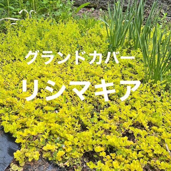 リシマキア・ヌンムラリア 根付き 10本 グランドカバーに最適! 増量可能!グランドカバープランツ 黄色