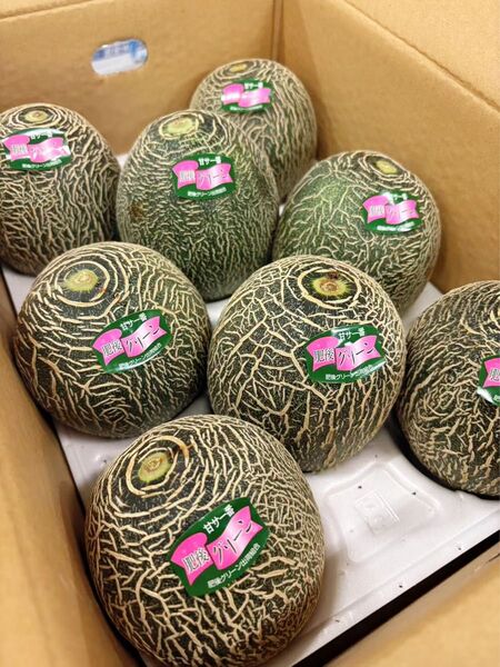 【数量限定】果物 フルーツ メロン 肥後グリーンメロン 小玉 お得 5kg