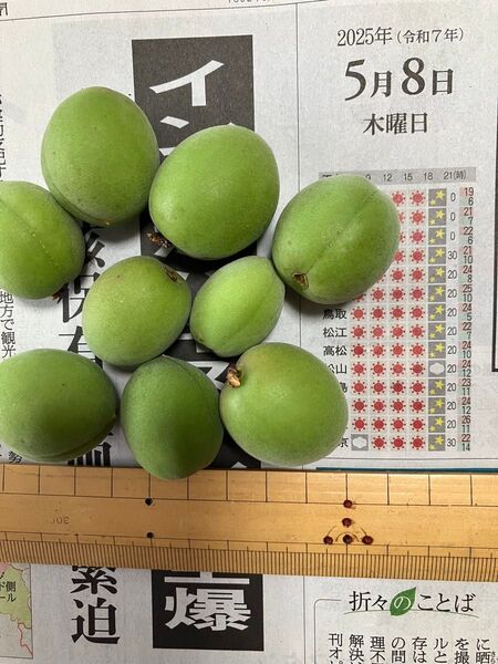 5月8日収穫 青梅 小粒 約3kg
