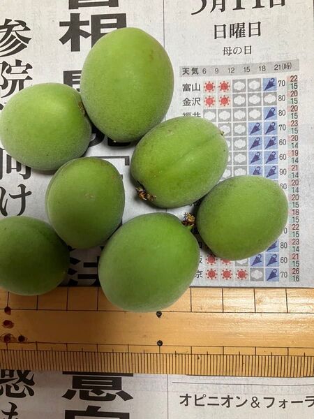 5月11日収穫 青梅 無農薬・無選別 約1kg