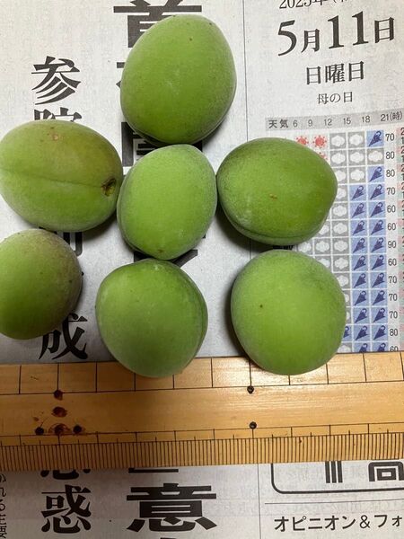 5月11日収穫 青梅 無農薬・無選別 約1kg