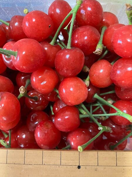 ちっちゃいさくらんぼ 約400g 無農薬・無選別