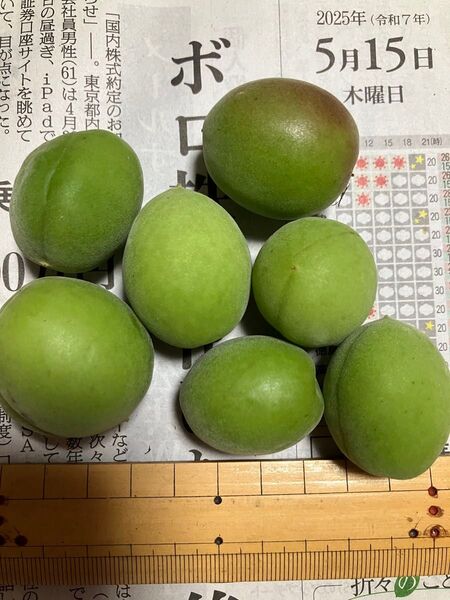 5月16日夕方収穫 青梅 無農薬・無選別 約1kg