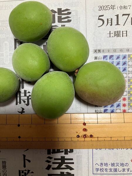 愛媛県産 青梅 無農薬・無選別 約1kg