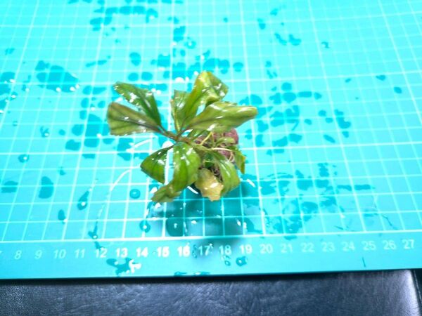 ブセファランドラsp.Silver.Powder溶岩石付き③