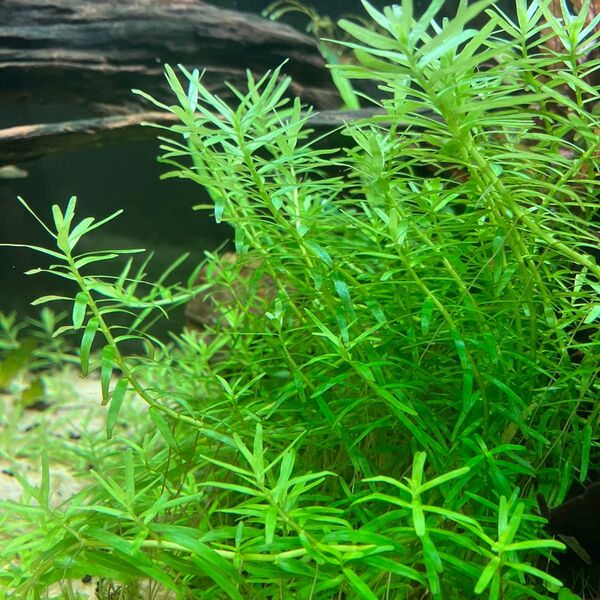 水中葉 ベトナムゴマノハグサ