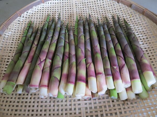 根曲り竹 姫筍 北海道産 2kg