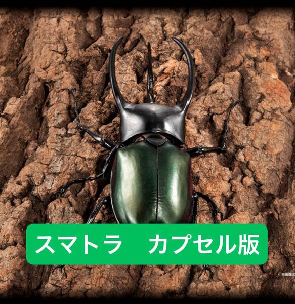 コーカサス(スマトラ)【カプセル版】 いきもの大図鑑アドバンス コーカサスオオカブト