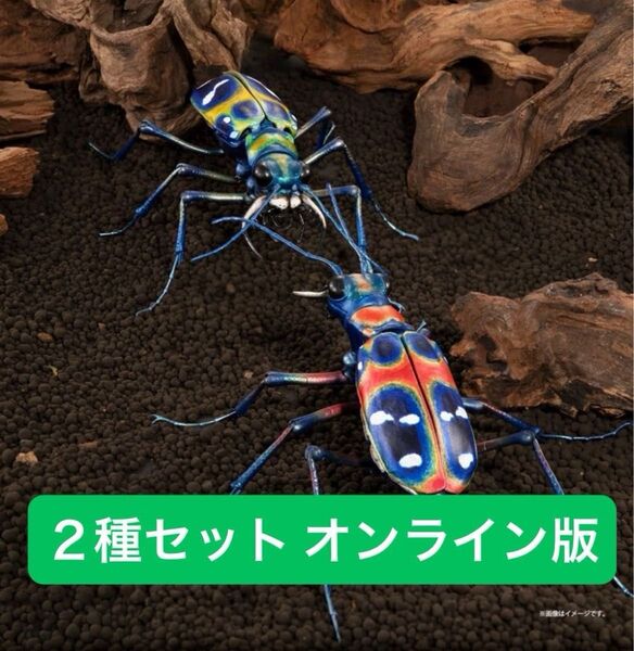 オンライン版2種セット ハンミョウ(レッド・イエロー) いきもの大図鑑アドバンス オオキバウスバカミキリとハンミョウ