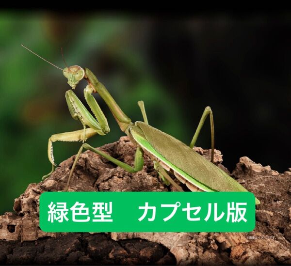 オオカマキリ緑色型【カプセル版】 いきもの大図鑑アドバンス オオカマキリとショウリョウバッタ