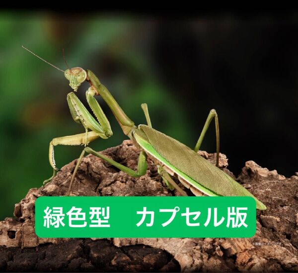 オオカマキリ緑色型【カプセル版】 いきもの大図鑑アドバンス オオカマキリとショウリョウバッタ