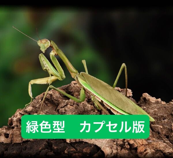 オオカマキリ緑色型【カプセル版】 いきもの大図鑑アドバンス オオカマキリとショウリョウバッタ