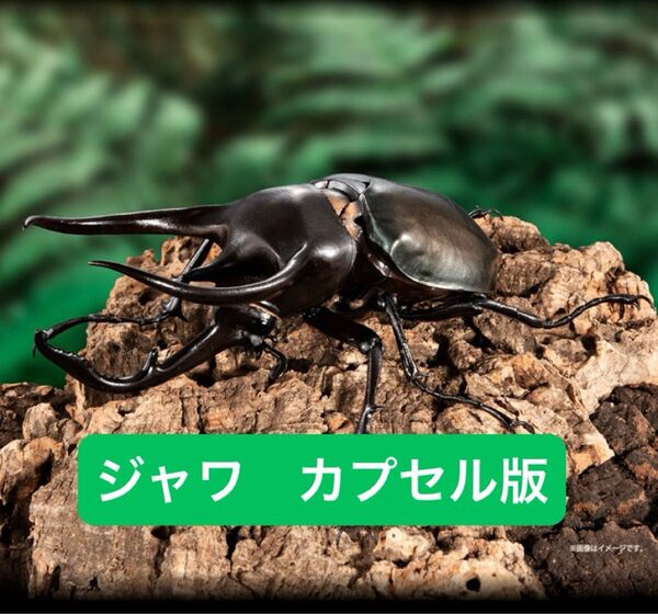 コーカサス(ジャワ) 【カプセル版】 いきもの大図鑑アドバンス コーカサスオオカブト