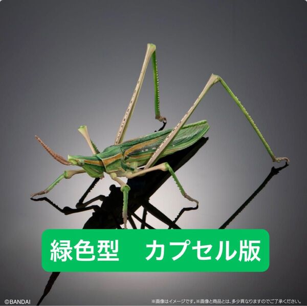 ショウリョウバッタ緑色型【カプセル版】 いきもの大図鑑アドバンス オオカマキリとショウリョウバッタ