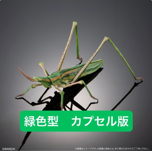 ショウリョウバッタ緑色型【カプセル版】 いきもの大図鑑アドバンス オオカマキリとショウリョウバッタ