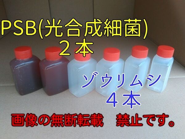 10.めだかの餌(2種類) 33ml ×6本 #PSB /めだか/ミジンコ/針子/餌