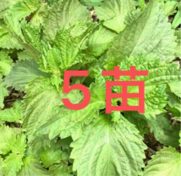 大葉 5苗 しそ 苗 根付き 青しそ 家で育てた 無農薬野菜 手入れ知らず 植えるだけで大苗に 無農薬栽培