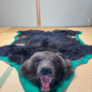 ヒグマ 熊 敷物 毛皮 剥製 ラグ
