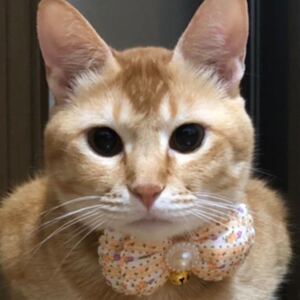 ペット用品、猫シュシュ、犬首輪、鈴付き、イエロー色