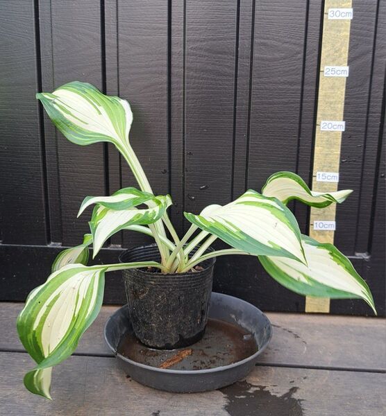 花苗 ホスタ ギボウシ 斑入り