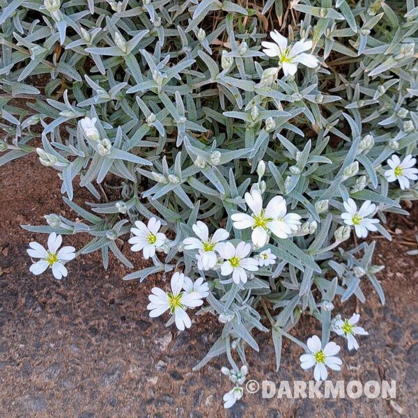 白耳菜草 シロミミナグサ セラスチウム 夏雪草