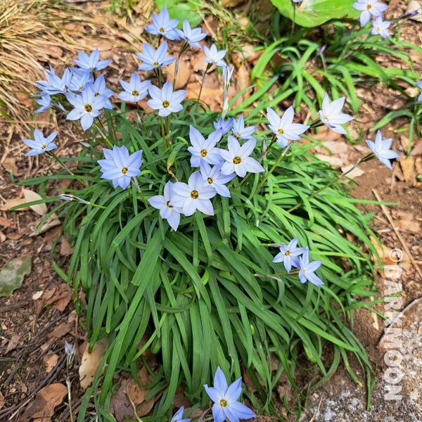 花苗 球根 ハナニラ イフェイオン