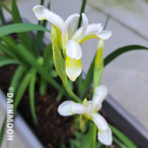 花苗 球根 杜若 カキツバタ 白