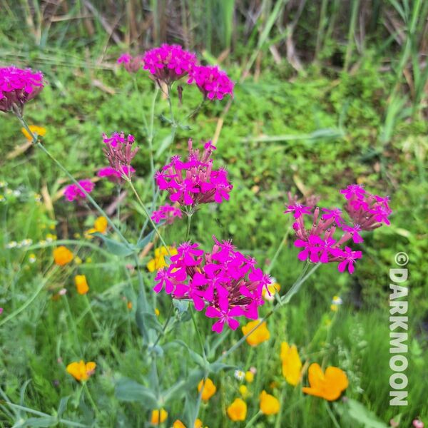 花苗 ムシトリナデシコ