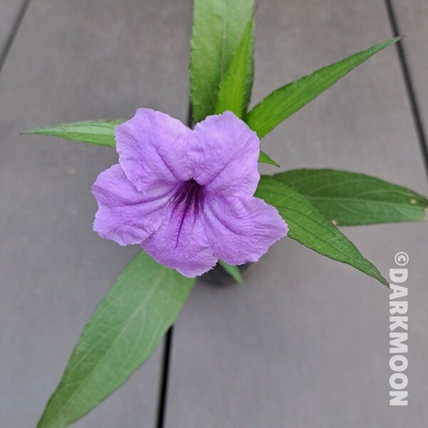 花苗 ムラサキルエリア 紫ルエリア