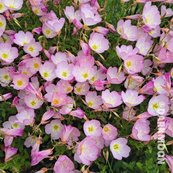 花苗 オエノセラ 昼咲き月見草 ヒルザキツキミソウ
