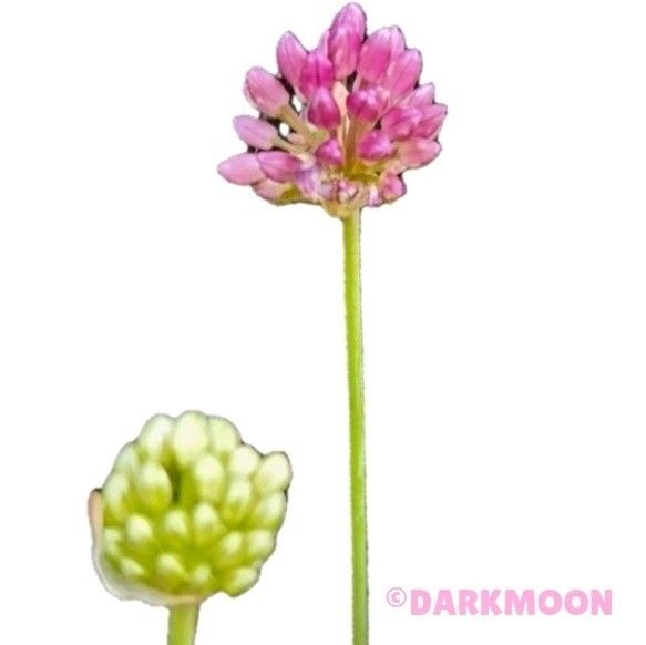 花苗 球根 丹頂アリウム タンチョウアリウム