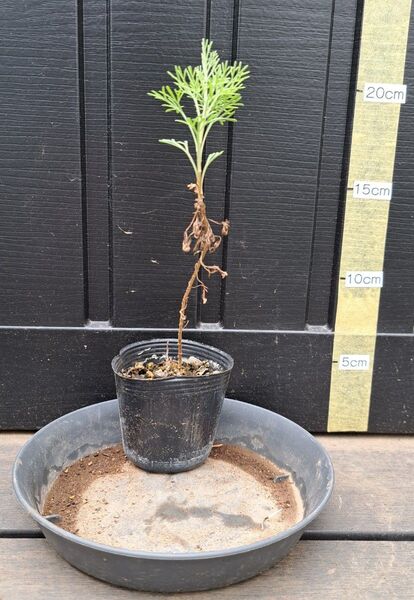 ハーブ苗 アルテミシア アブロタナム 防虫 観賞用
