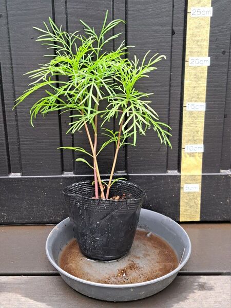 花苗 コスモス 3本