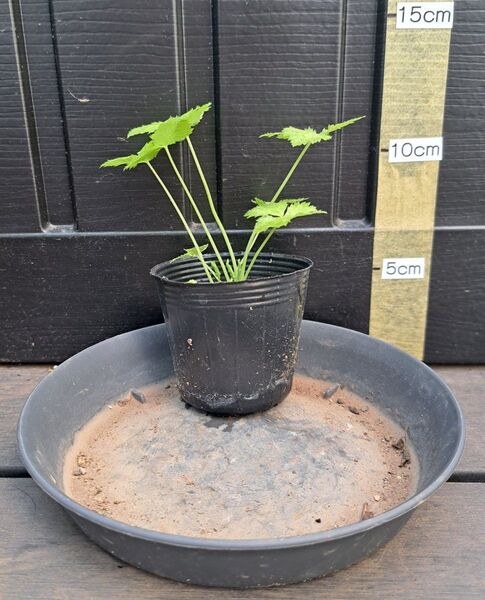 葉菜苗 三葉