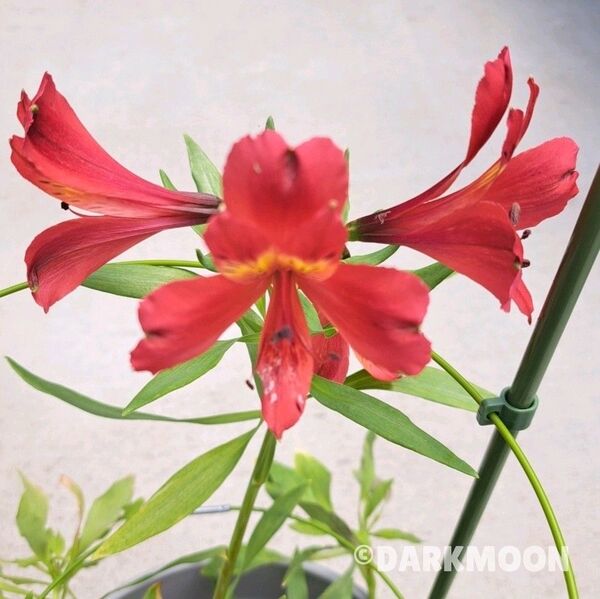 花苗 球根 アルストロメリア 赤