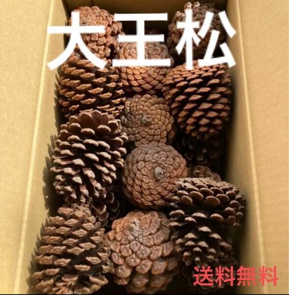 大王松 松ぼっくり 15個セット