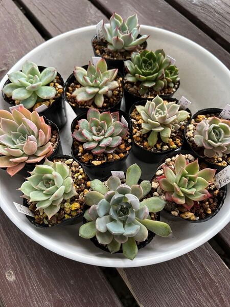 多肉植物11苗セット エケベリア