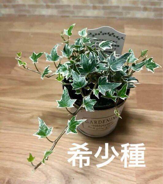 観葉植物 アイビー ニューミニシルバー 苗
