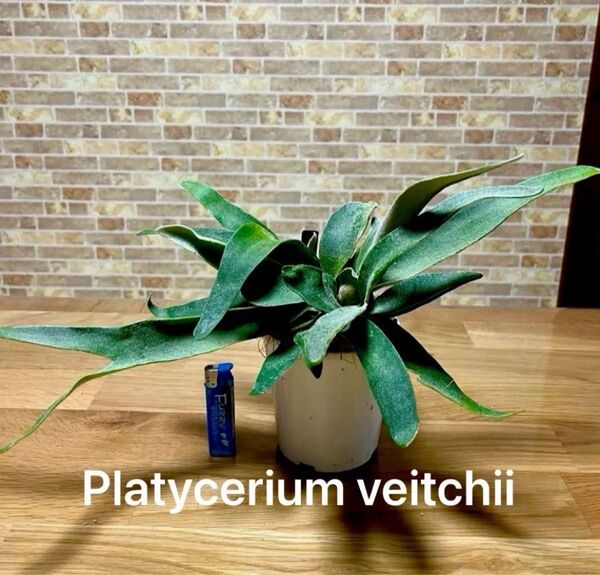 コウモリラン ビカクシダ ビーチー (Platycerium veitchii) ベイチー