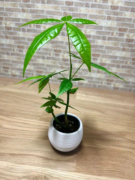 観葉植物 パキラ 苗